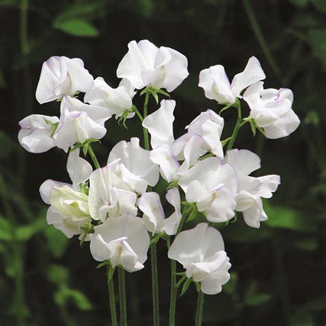 Incredible Scent Sweet Pea Albutt Blue Seeds From Mr Fothergills