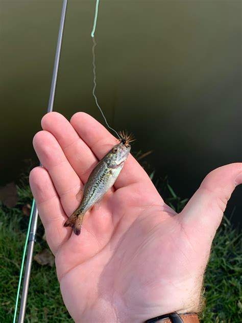 Whats The Smallest Fish Youve Ever Caught Rfishing