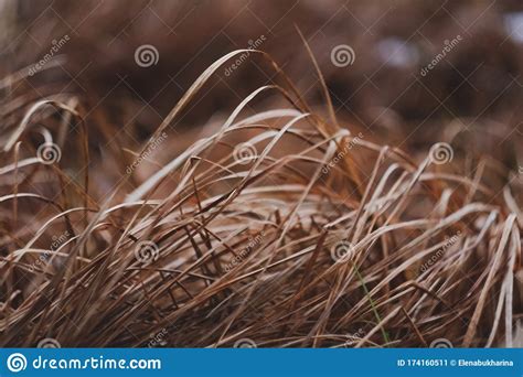 Dry Yellow Grass Macro Close Up Background Natural Texture Stock Image