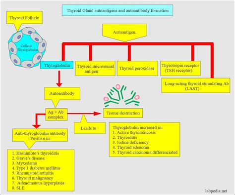 Anti Thyroglobulin Antibody Thyroid Autoantibody
