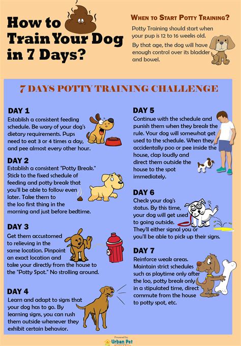 How Long Should You Train A Dog A Day