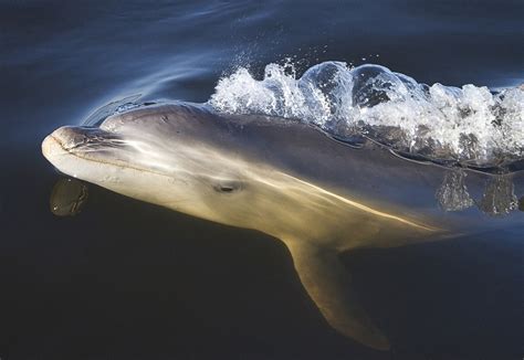 New Dolphin Species Discovered In Big City Harbor