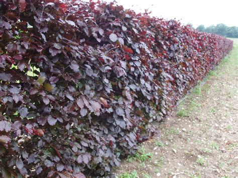 Purple Beech Instant Hedge From Practicality Brown