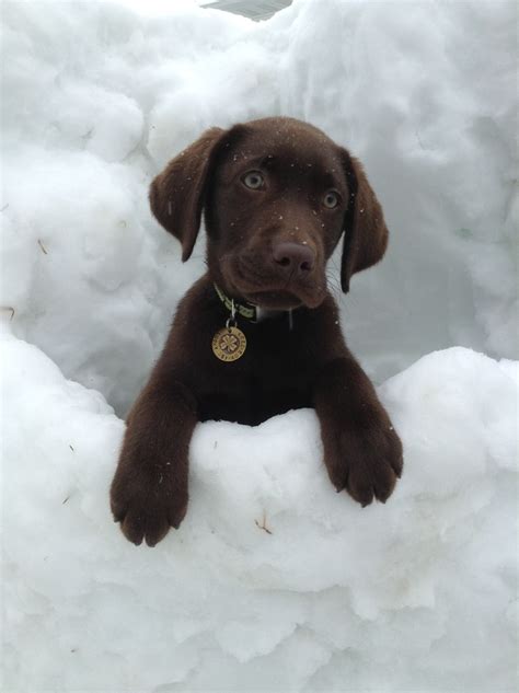 Chocolate Lab Playing In Snow Dog Rules Cute Animals