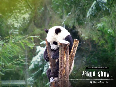 Free Download Cute Panda Bears Hd Wallpapers Download Free Wallpapers In Hd For Your 1600x1000