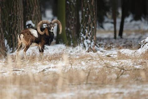 Big European Mouflon Sheep In The Forest — Stock Photo © Photocech
