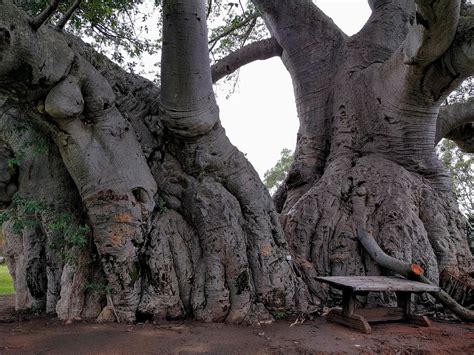 The Baobab - an iconic African Tree - Safari254