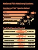 National Fish Hatchery System Number of T&E Species Raised and Top 5 ...