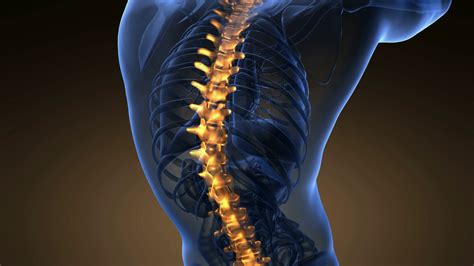 Human skeleton back bones photos and images. backbone. backache. science anatomy scan of human spine ...