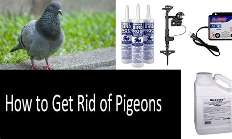 How Do You Deter Pigeons From Your Garden Fasci Garden