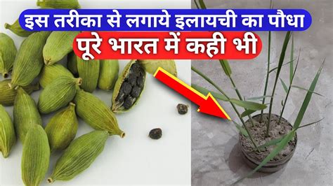 इलायची के पौधे को घर में कैसे उगाएँ How To Grow Elaichi At Home