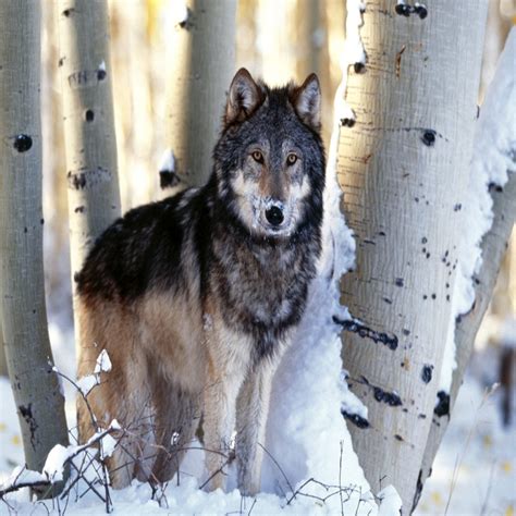 Wolf In The Birch Forest Desktop Wallpaper Pictures Wolf In The Birch