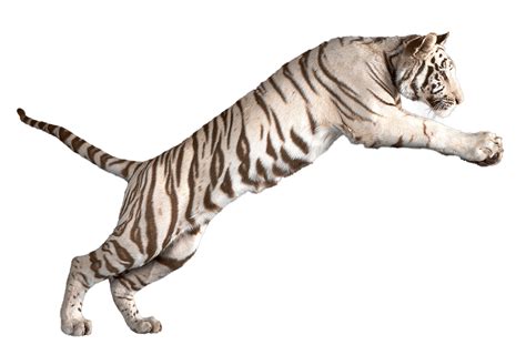 Download Jumping White Tiger Transparent Png Stickpng