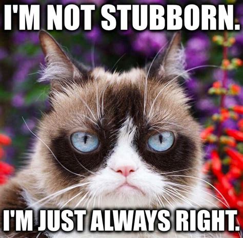 pin by kara callahan on memories of grumpy cat you will be missed by many funny grumpy cat