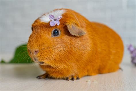 The Red Domestic Guinea Pig Cavia Porcellus Also Known As Cavy Or
