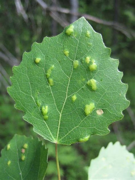 Dealing With Leaf Galls Dummer ゛☀ Garden Manage Gfinger Is The