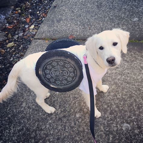 Diy Oreo Dog Costume Here Is My Dog Kacey Kaceytheretriever Cute Dog