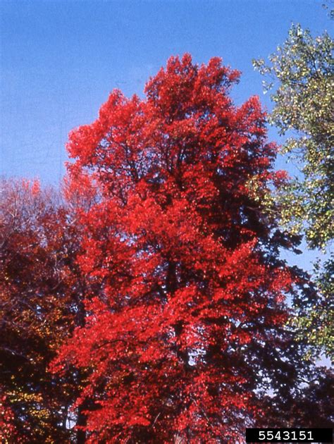 Blackgum Nyssa Sylvatica