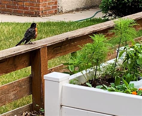 How To Keep Birds Out Your Garden Buy Dalen Bird X Protective Mesh