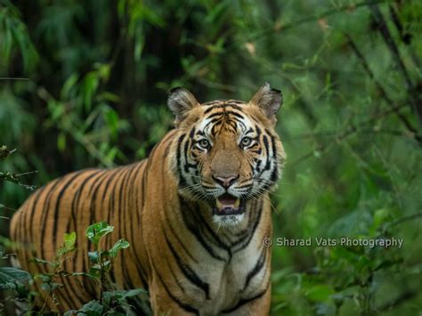 Tiger Safari India Bandhavgarh Tiger Safari Tours In