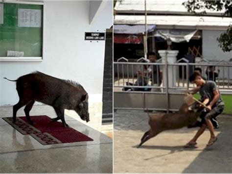 Hal itulah yang membuat babi hutan tersebut bisa sampai masuk ke masjid nurul amal. Babi Hutan Masuk Masjid Saat Acara Pengajian dan Santunan ...