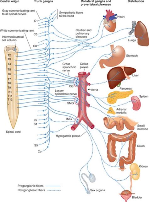 The Autonomic Nervous System Clinical Neuroanatomy 27 Ed