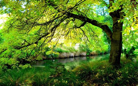 Tree Branch Over Forest River