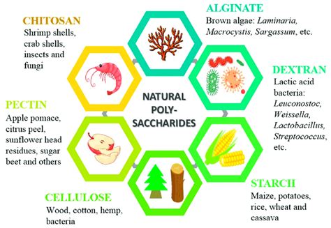 Main Natural Polysaccharides From Various Sources Which Can Be Used As Download Scientific