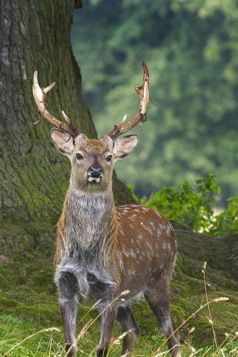 17 Best Images About Sika Deer On Pinterest Mothers Tim Obrien And