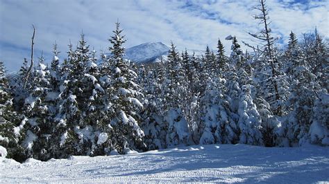 Snow Covered Spruce Trees Field Mountain Background Under White Clouds