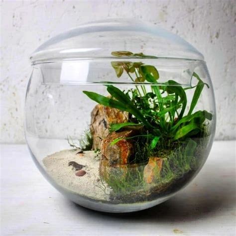 Terrarium Sand The Nitty Gritty Details Types And 3 Uses