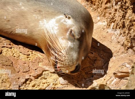 Head Of Australian Fur Seal Arctocephalus Pusillus Doriferus Sleeping