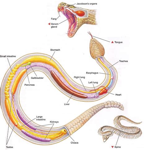 Snake Anatomy Vet Medicine Anatomy Animal Medicine