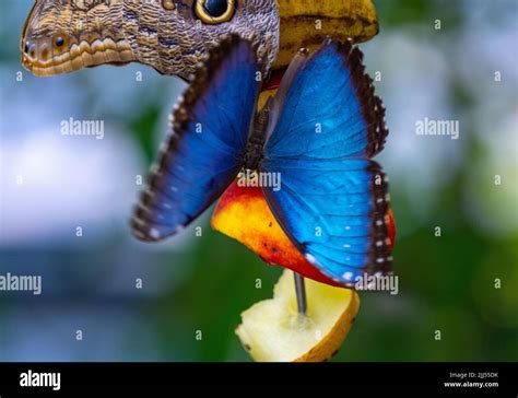 Morpho Peleides También Conocido Como Peleides Morfo Azul O Morfo