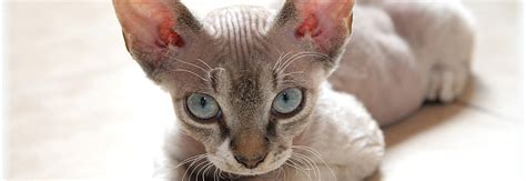 Devon Rex Information Health Pictures And Training Pet Paw