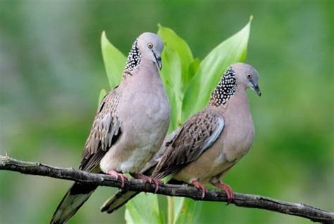 Burung derkuku masih termasuk ke. 4 Perbedaan Derkuku Jantan dan Betina Secara Jelas dan Akurat