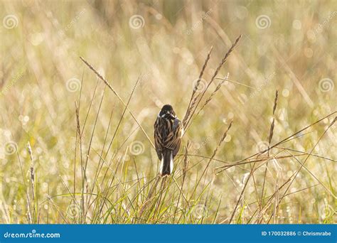 Reed Bunting Emberiza Schoeniclus Perched In Some Grass Taken In The