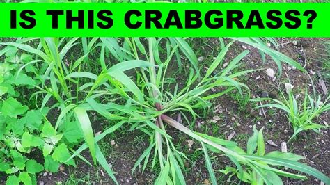 Tall Fescue Vs Crabgrass Tall Fescue Maintenance Calendar Home Garden