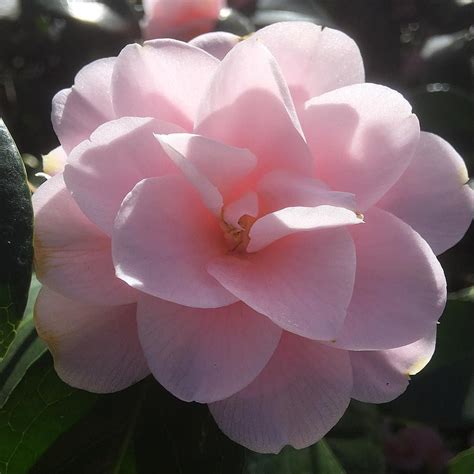 As summer fades and the leaves begin to turn, this camellia opens, with aplomb, the camellia season. Yvonne on Instagram: "Camellia sasanqua 'Peach Blossom ...