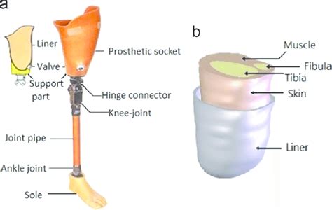 Below The Knee Amputation Orthotics And Prosthetics Adaptive Devices