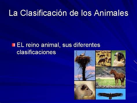 La Clasificacin De Los Animales El Reino Animal