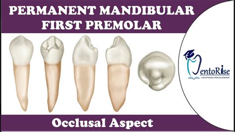 Permanent Mandibular First Premolar Occlusal Aspect Tooth