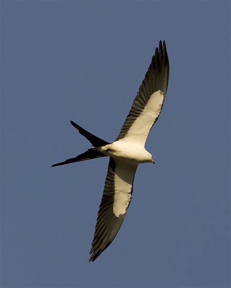 Sky Fliers The Swallow Tailed Kite Ufifas Extension Pinellas County