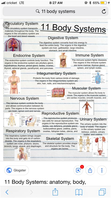 11 Body Systems Basic Anatomy And Physiology Medical School