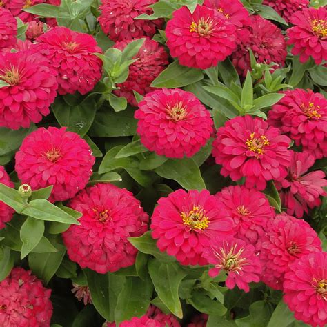 Magellan Scarlet Zinnia Elegans Proven Winners