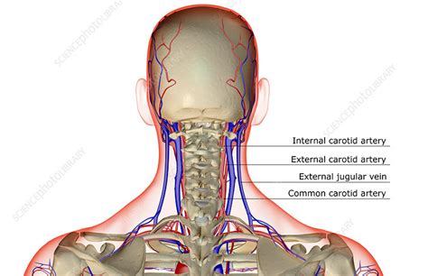 Some important structures contained in or passing through the neck include the seven cervical vertebrae and enclosed spinal cord, the jugular veins and carotid arteries, part of the esophagus, the larynx The blood supply of the head and neck - Stock Image - F001/6981 - Science Photo Library