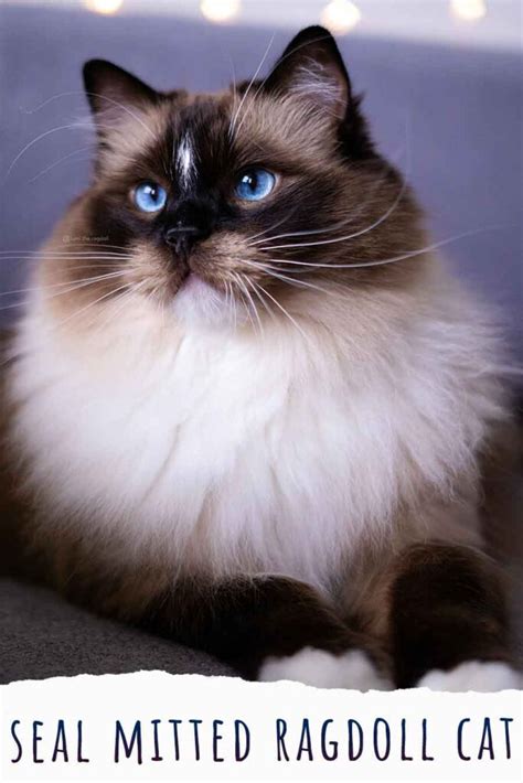 Seal Mitted Ragdoll Cat Is This Ragdoll Variety Right For You