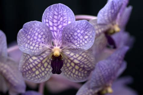Marias Orchids A Classic Blue Orchid Vanda Pachara Delight