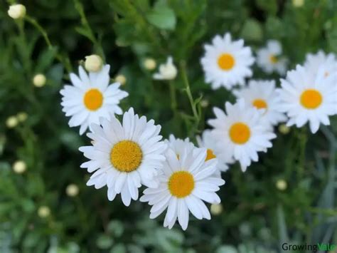 Daisy Flower Meaning Symbolism And Uses You Should Know GrowingVale