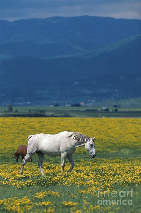 White Horse Photograph By Chris Selby Fine Art America